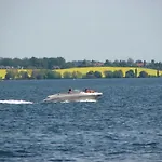 Appartamento Kuestenliebe In Stoveostsee, Exklusiv - Abc584 *